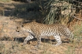 Leopard walking 2